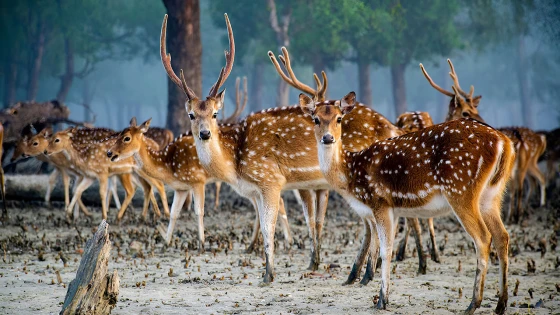 বিশ্ব প্রাণী দিবস আগামীকাল